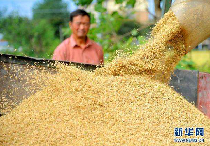 如何智能选购粮食：一份实用的收购指南